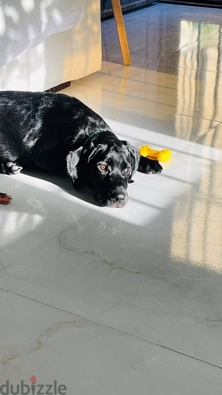 Black Labrador 1