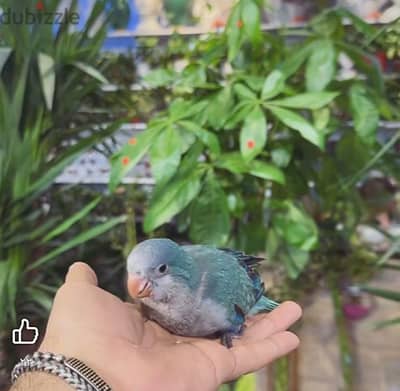 كويكر بلو هادئ تأكيل يدوي
