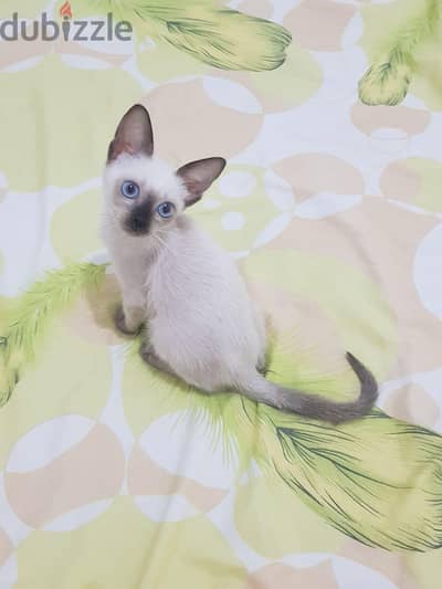 Siamese kitten