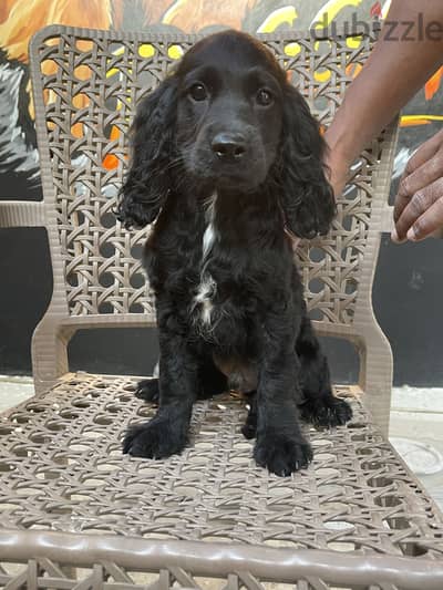 American Cocker spaniel male