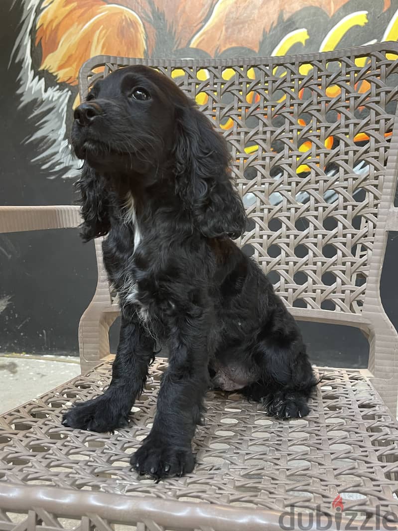 American Cocker spaniel male 1