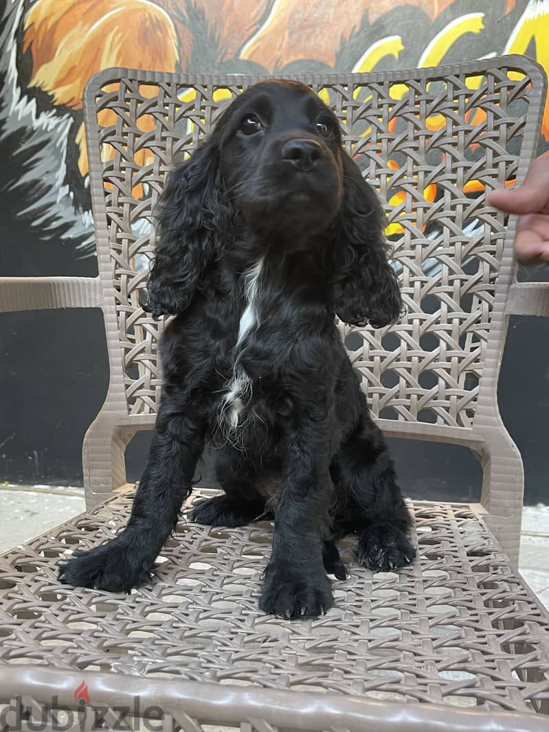 American Cocker spaniel male 2