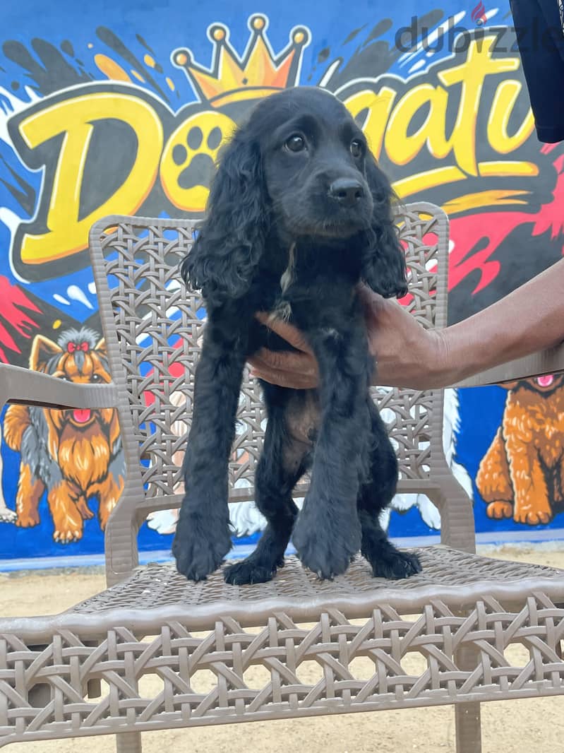 American Cocker spaniel male 3