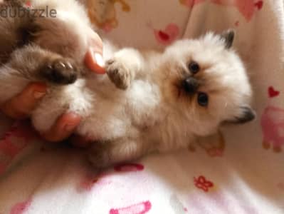 Ragdoll male seal point