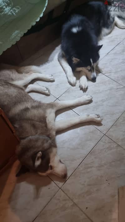 puppies husky
