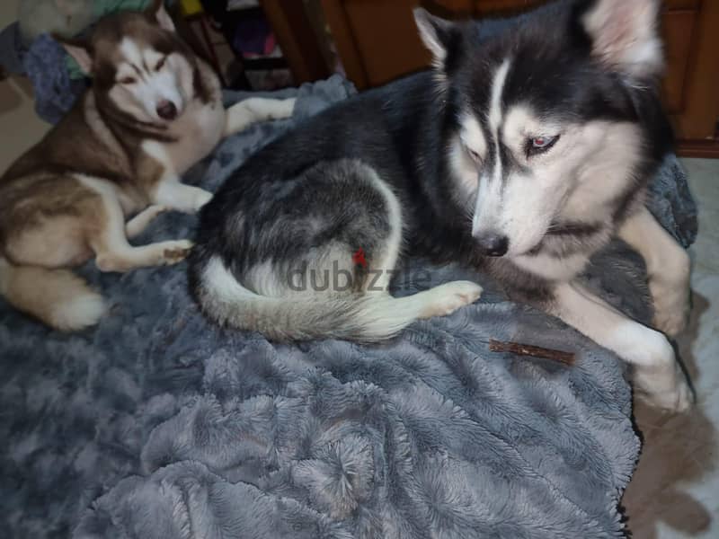 puppies husky 1