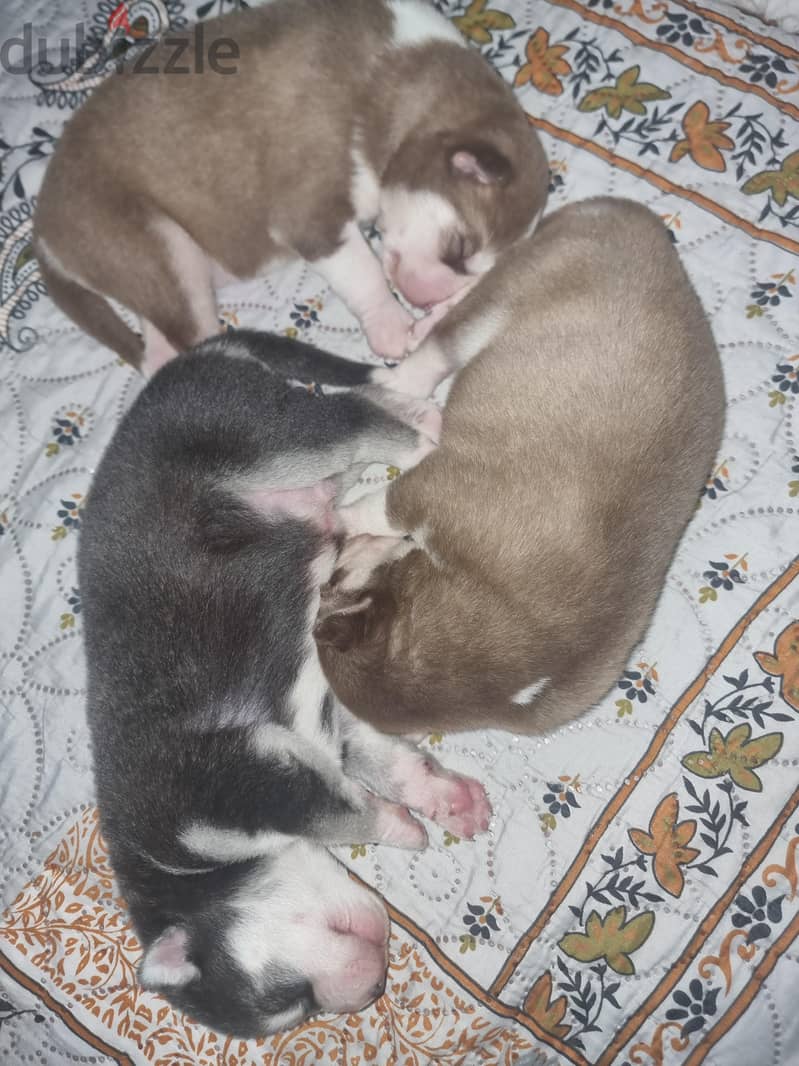 puppies husky 2