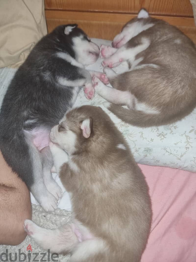 puppies husky 3