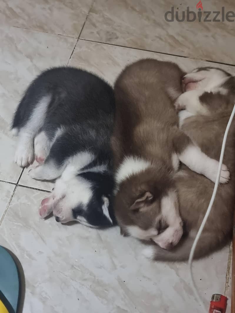 puppies husky 4
