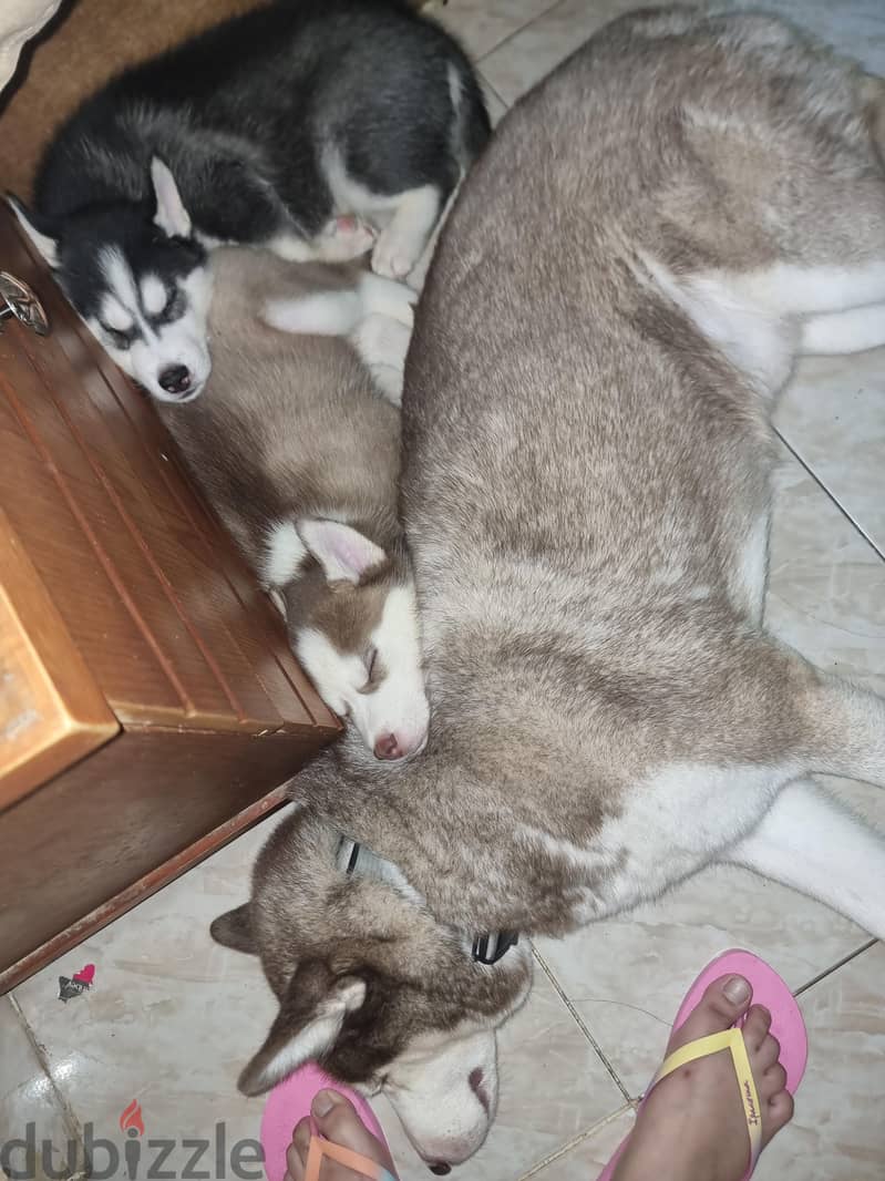 puppies husky 5