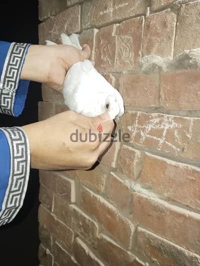 ومتاح دكر استرلي طرطور  ومتاح زغلول ابيض زاجل عمر25يو
