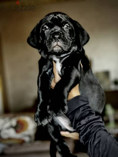 Canecorso
