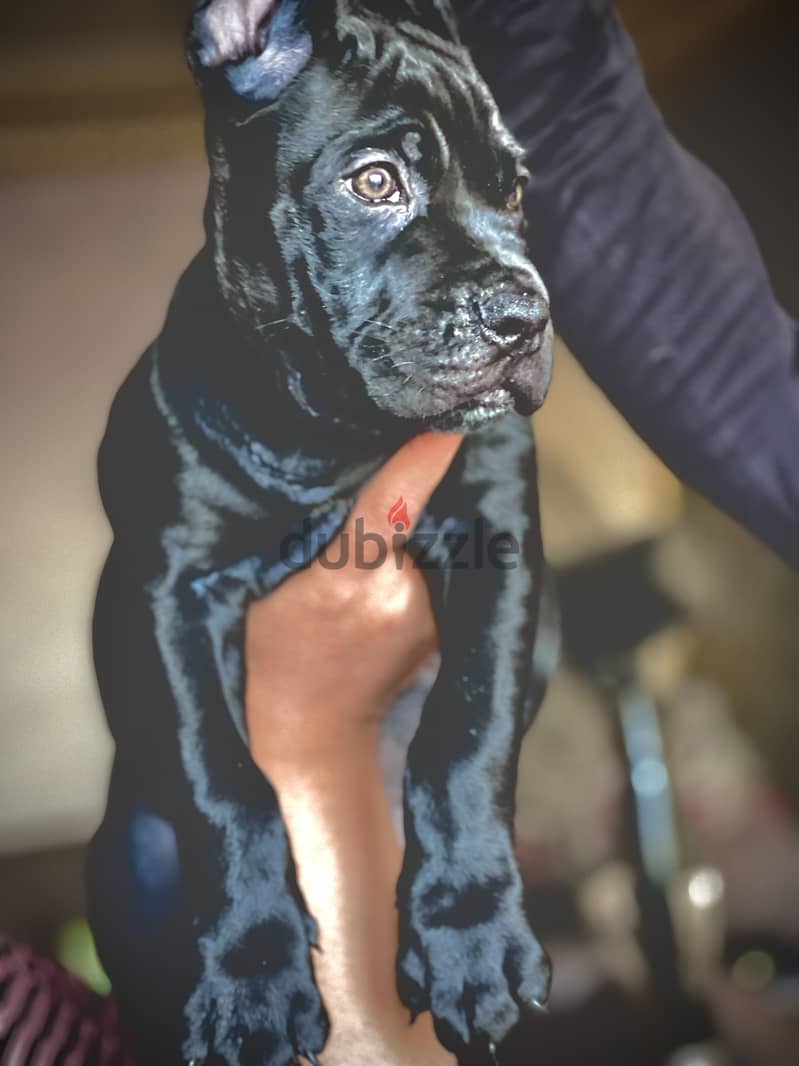 Canecorso 1