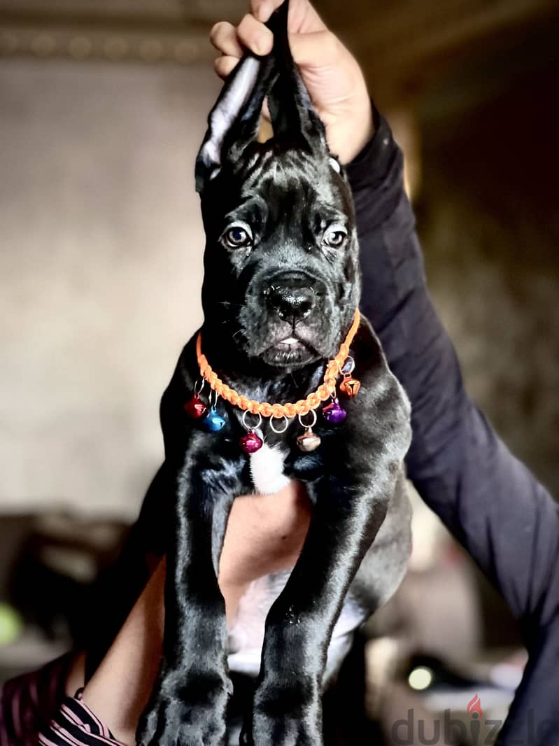 Canecorso 2
