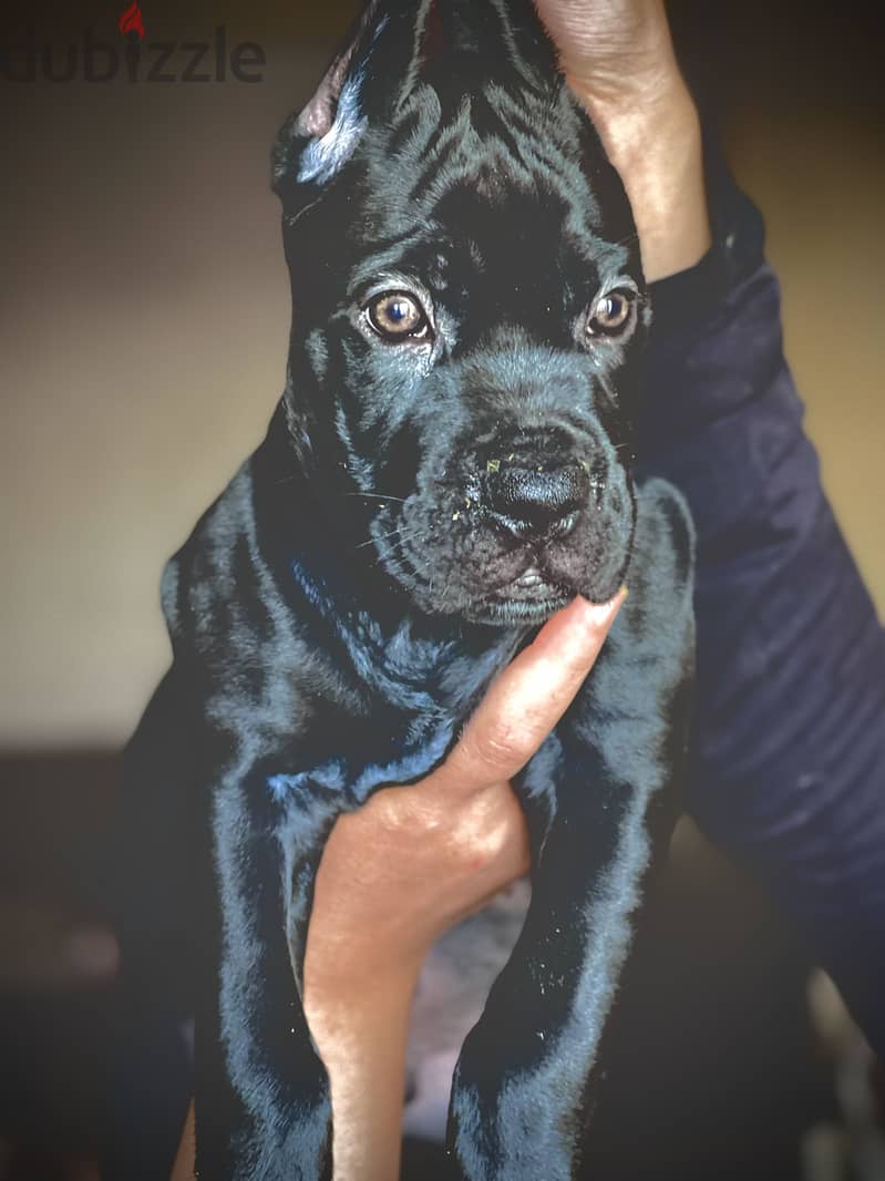 Canecorso 3