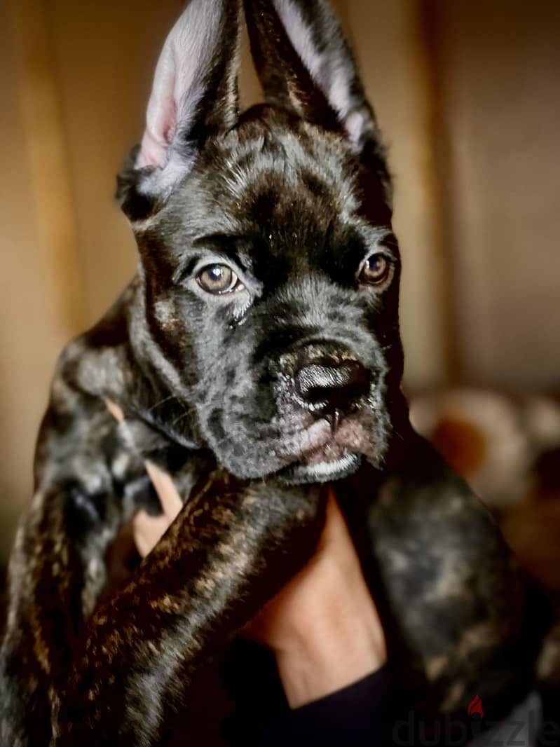 Canecorso 4