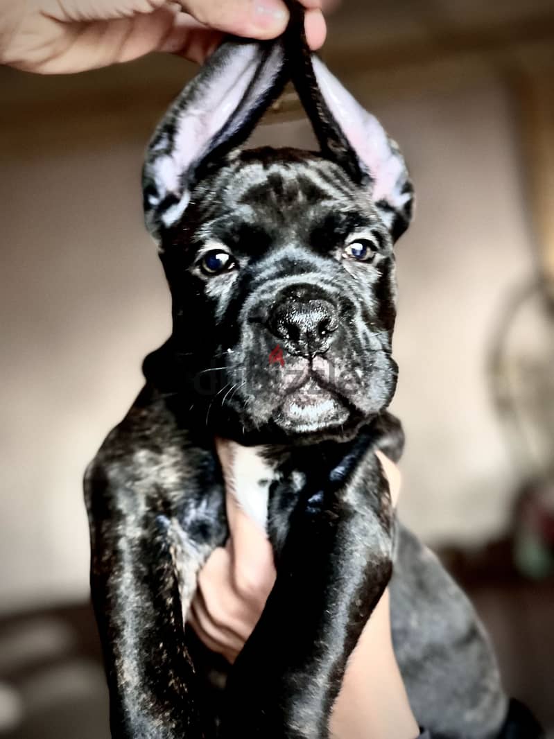 Canecorso 5