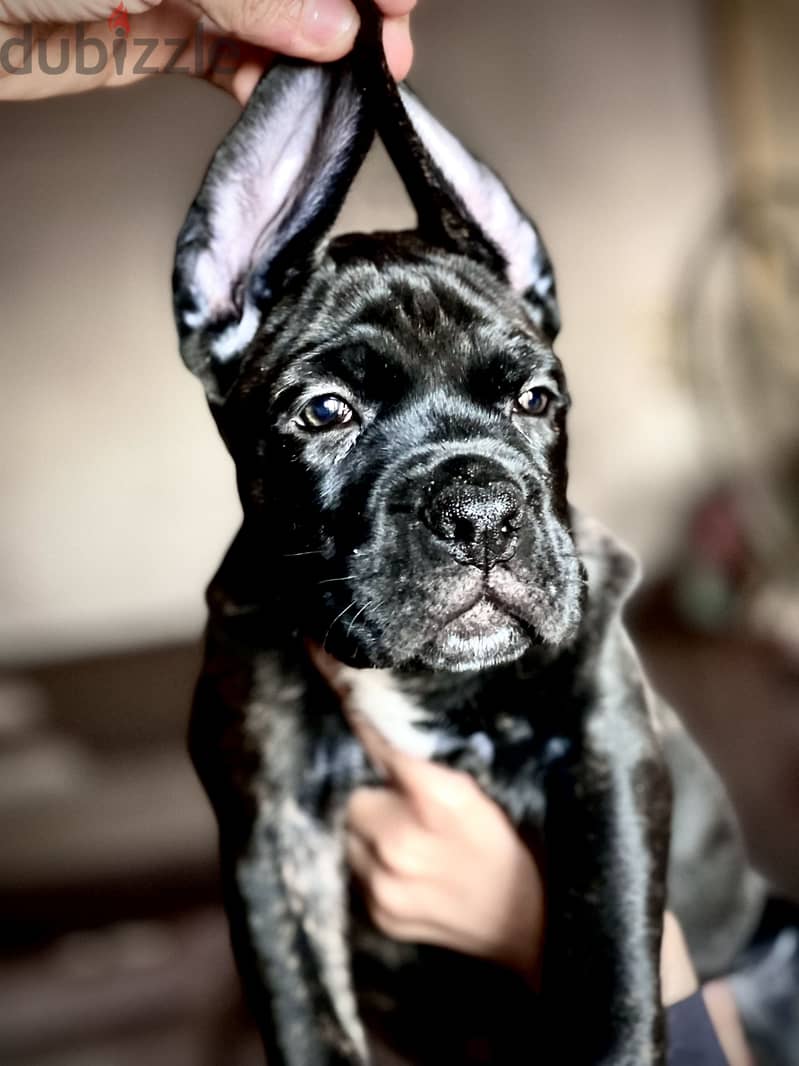 Canecorso 6
