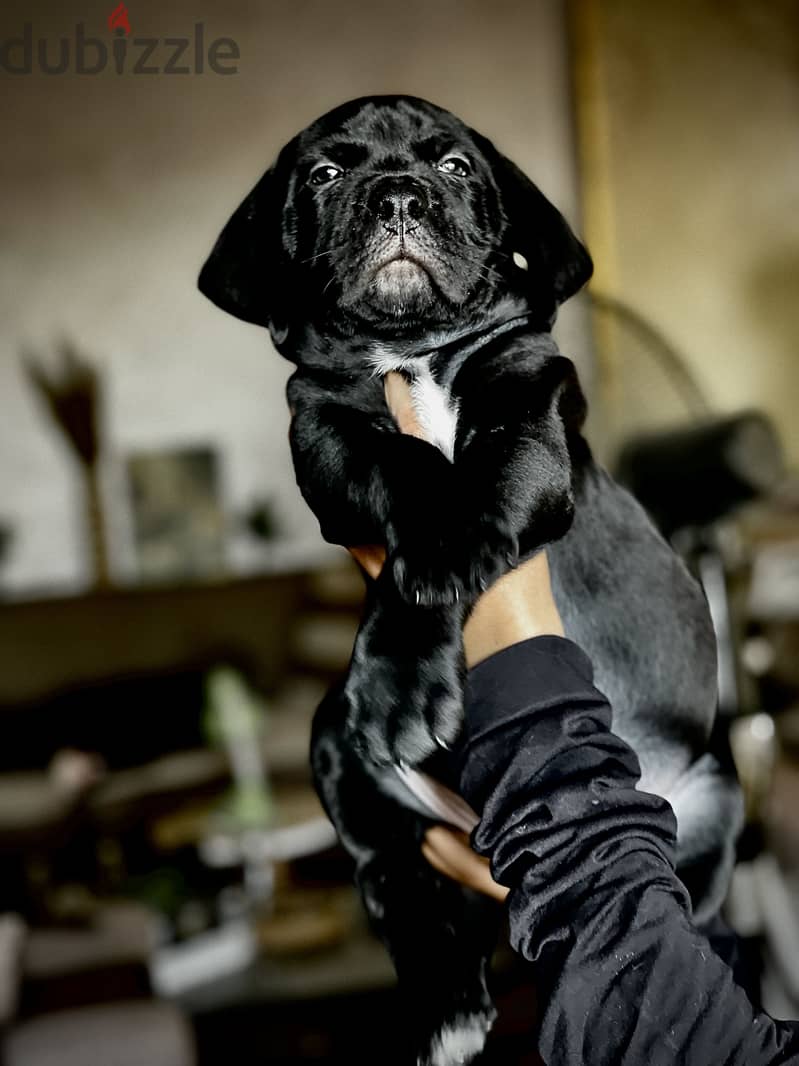 Canecorso 7