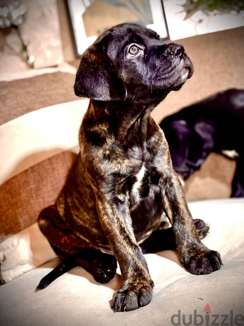 Canecorso 9