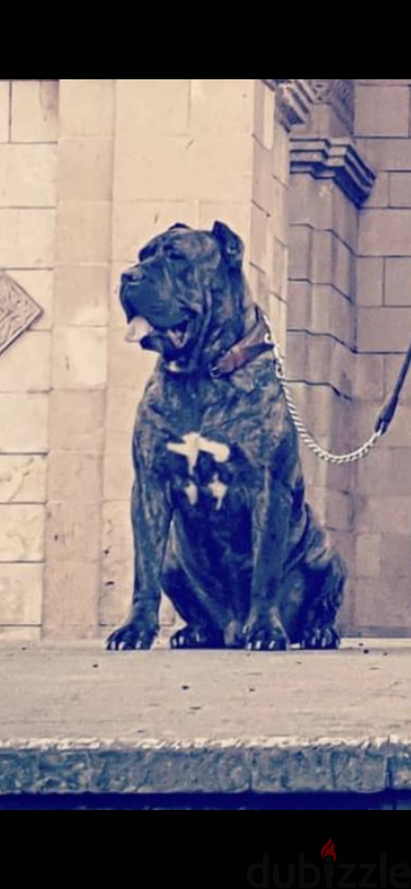 Canecorso 10