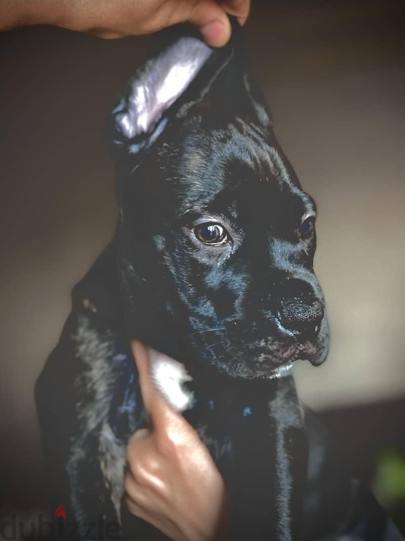 Canecorso 11