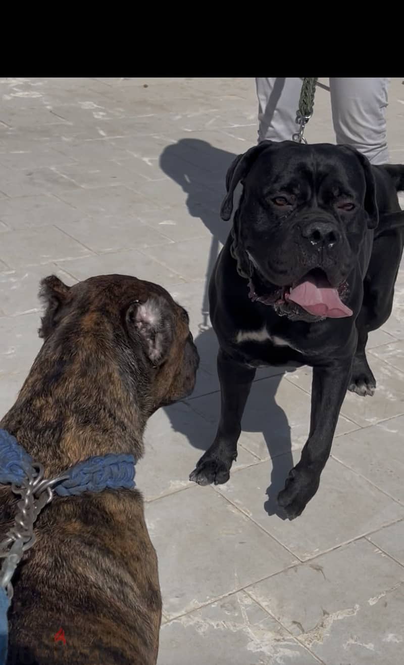 Canecorso 12