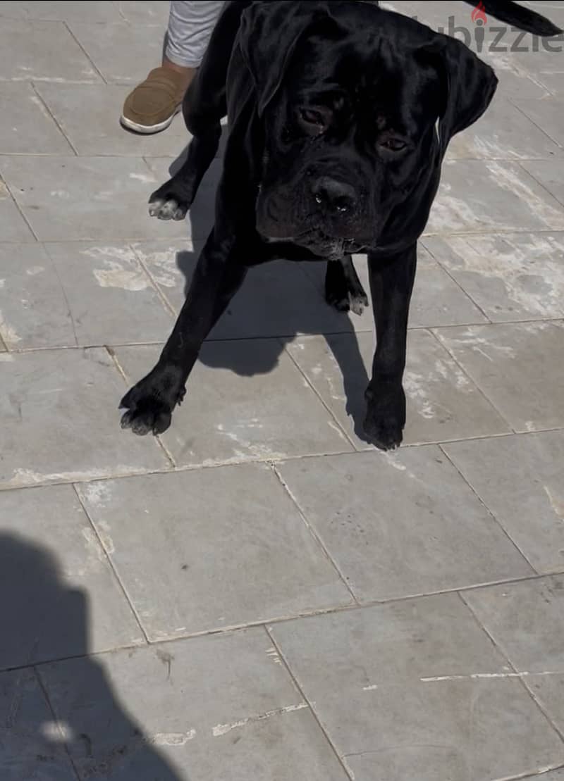 Canecorso 13