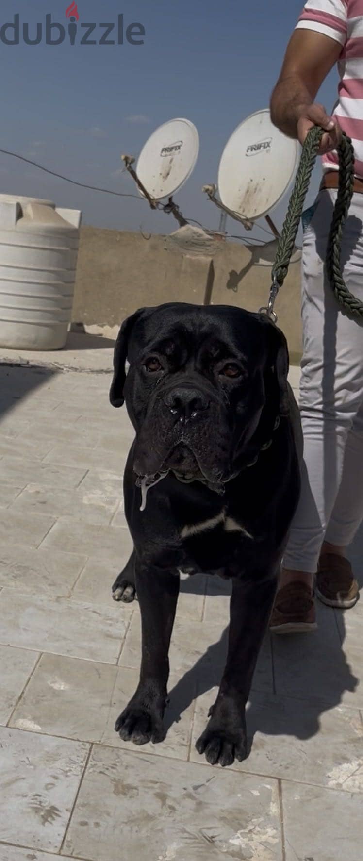 Canecorso 14