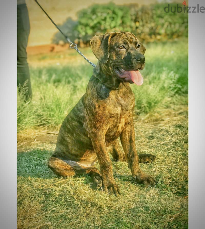 Canecorso 15