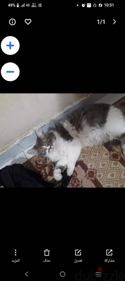 قطه شيرازى للتبنى