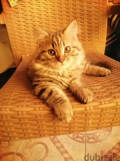 قط شيراز  مخلط