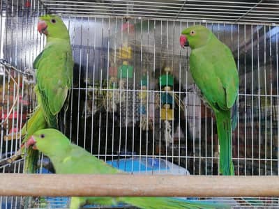 الحق الدره هندي اقل سعر في مصر