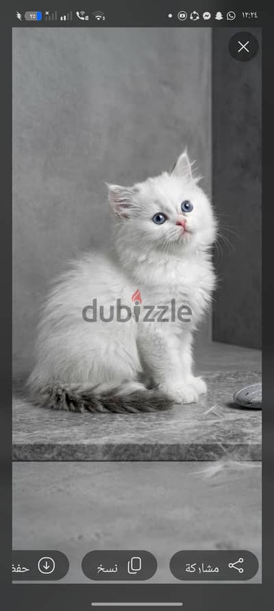 راغدول بيور