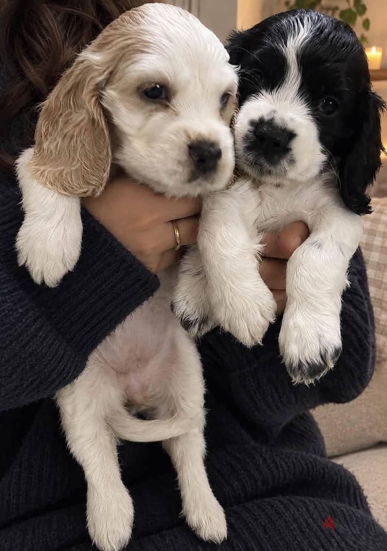 Cocker spaniel puppy 2