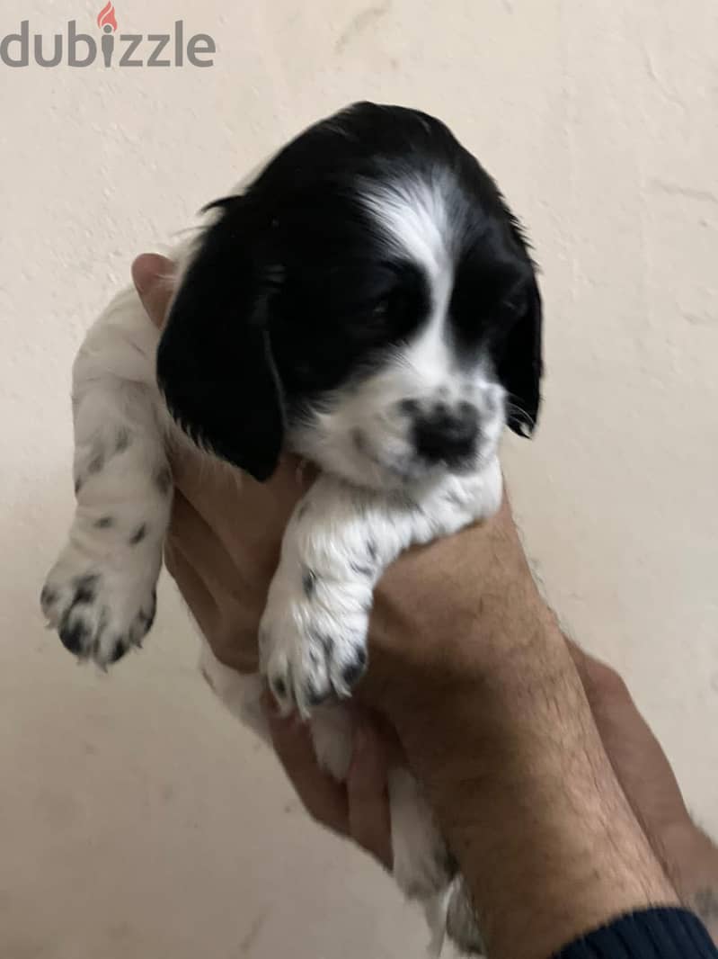 Cocker spaniel puppy 4