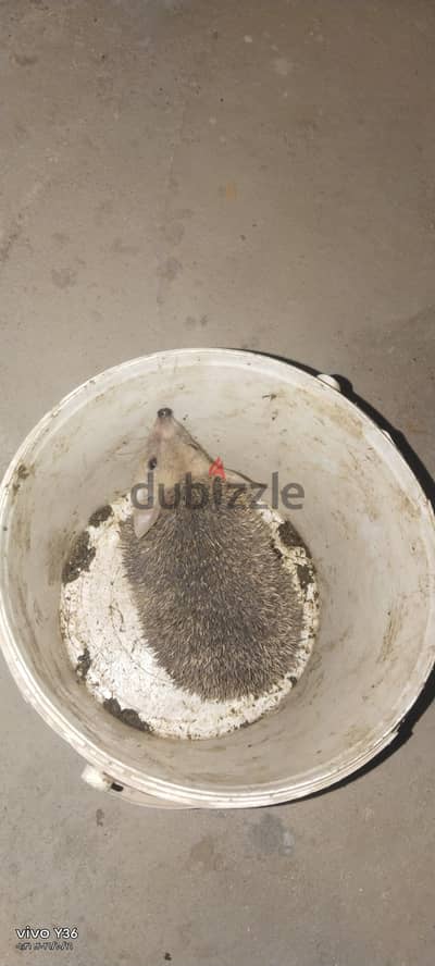 قونفظ