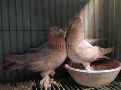 حمام زينه