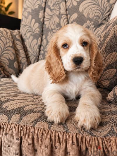 Pure Cocker Spaniel Puppy