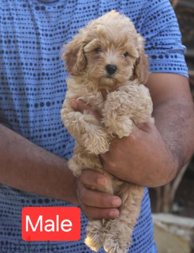 Toy Poodle, Cavapoo Toy Poodle, Cavapoo