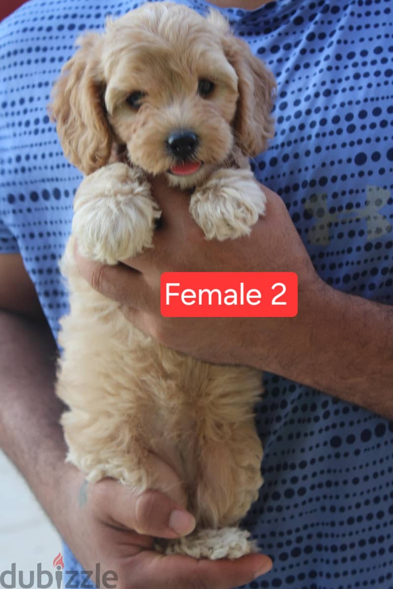 Toy Poodle, Cavapoo 1