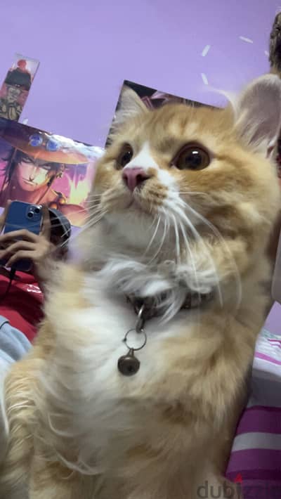 Orange cat