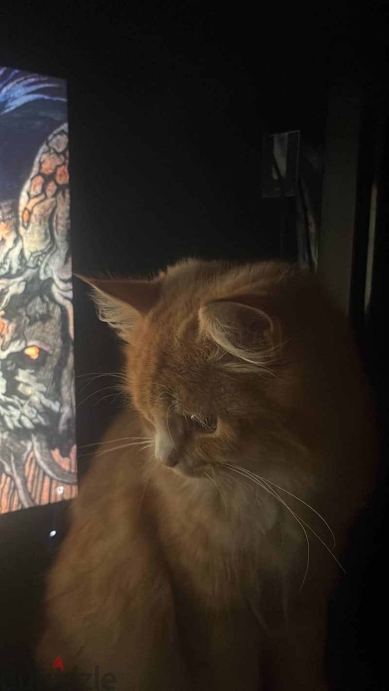 Orange cat 1