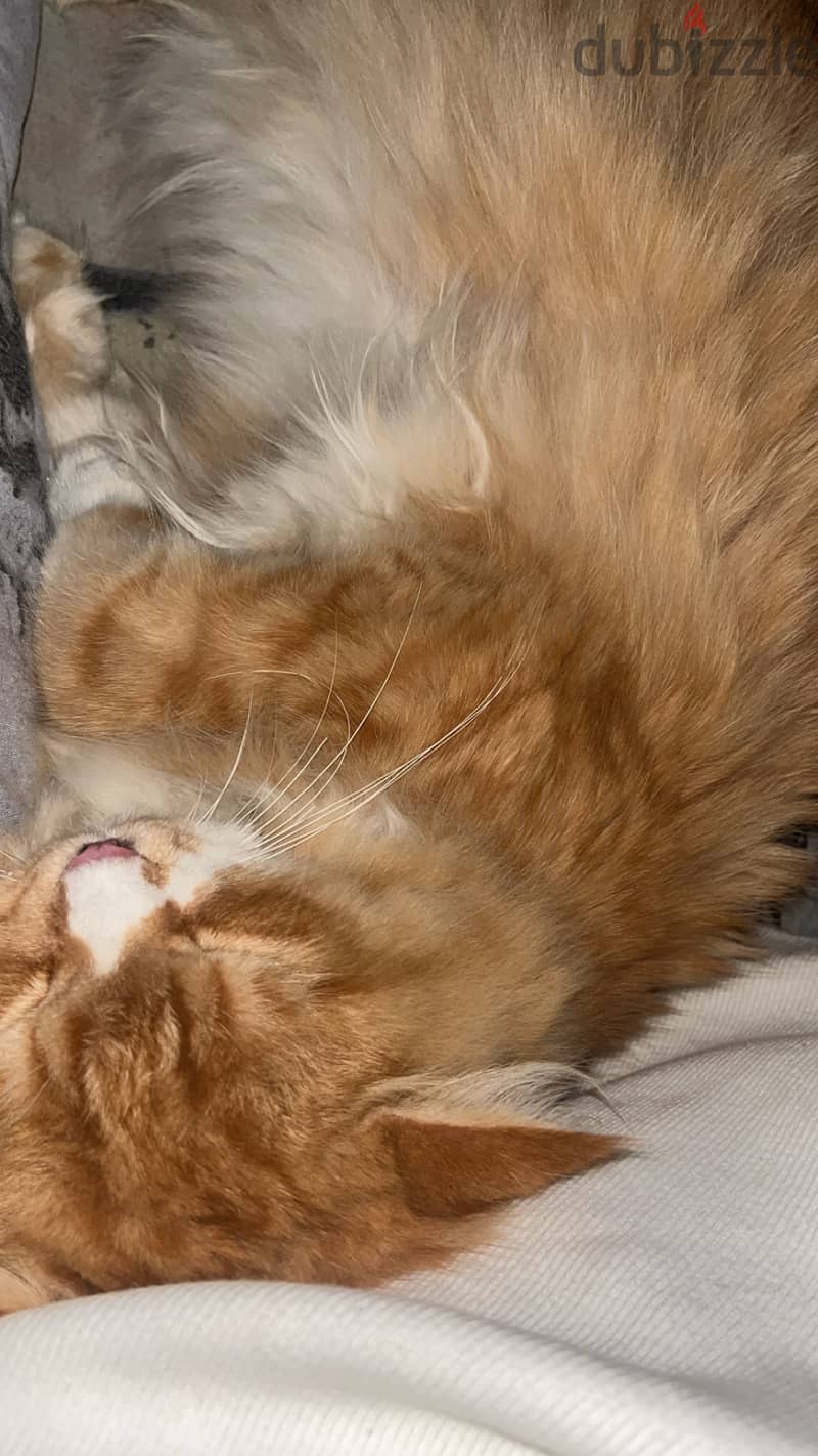 Orange cat 2
