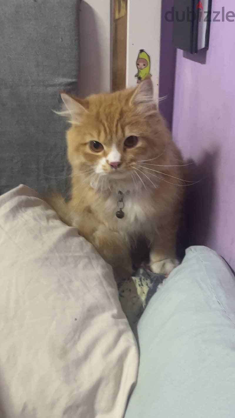 Orange cat 3