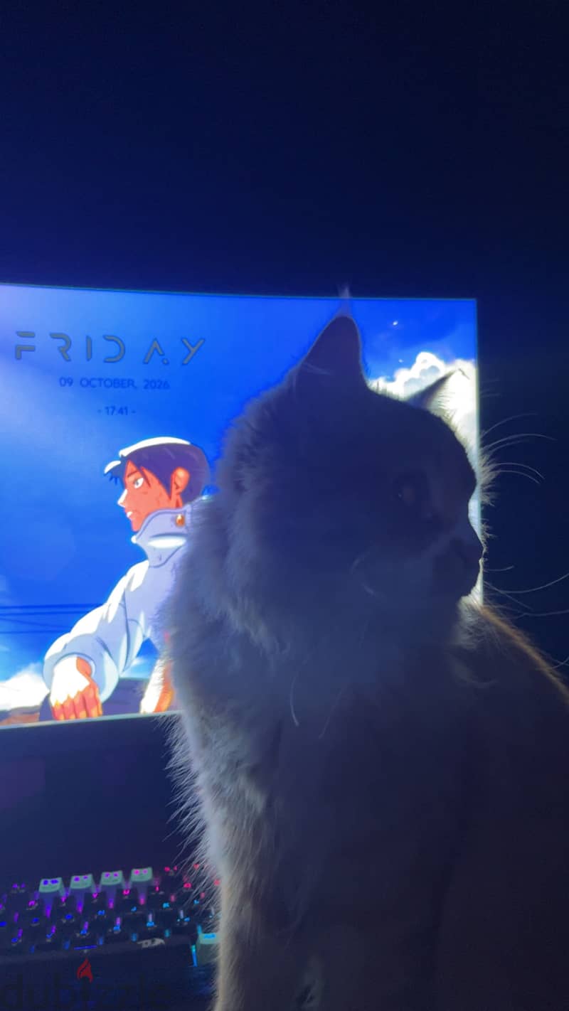 Orange cat 4