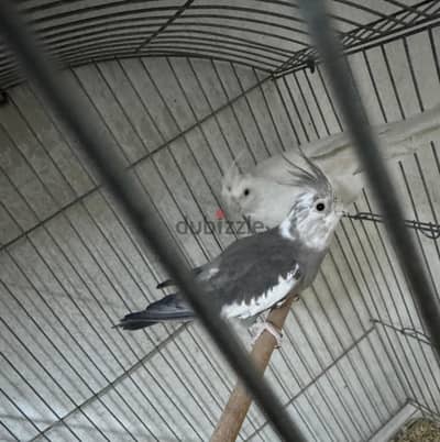 قص كوكتيل (نتايه البينو وذكر اسبليت البينو)