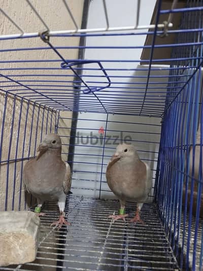 عش زغاليل زاجل