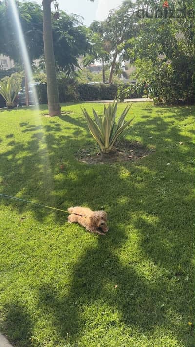Cockapoo mix covapoo /كوفابو مخلط علي كوكابو