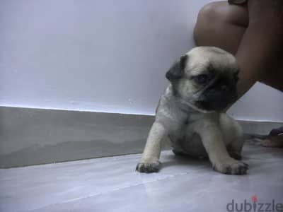 جراوي 45 يوم بح ممتازه للتربيه فالبيت صحه ممتازه